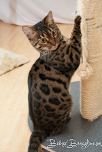 Bengal Cat Manali